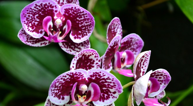 Selenium: How to correctly test whether an element is displayed (or not)