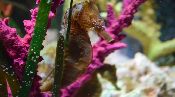 Browser unaware Selenium tests. STEP 3: Starting a browser based on a system property