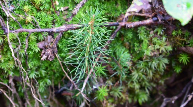 Why using branches is good for your tests