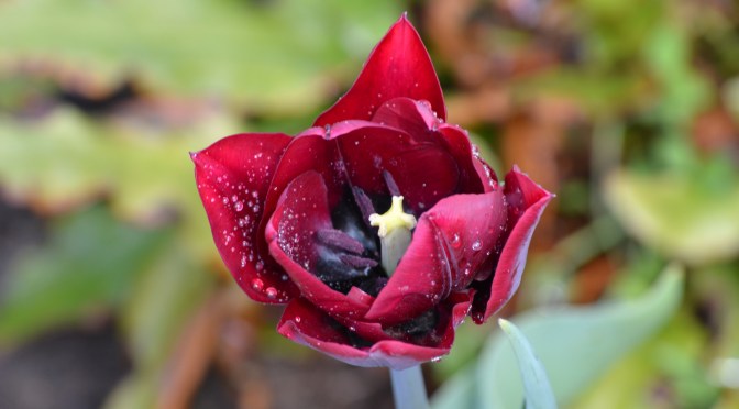 The weird true story of Selenium, the StaleElementReferenceException, the iframe, the List and the WebElement